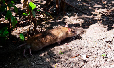 Szczur wędrowny (Rattus norvegicus) zamieszkuje w sąsiedztwie ludzi