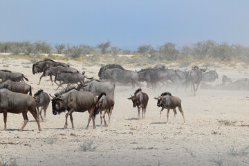Dusty situation with a herd of gnoe moving around in Etosha National Park, Namibia