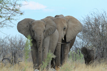 Obraz premium Elephant family in Etosha National Park, Namibia