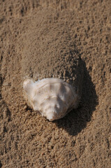 close up of a snail shell buried in the sand
