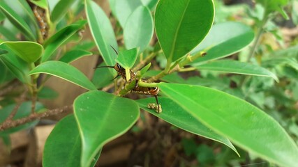 Caterpillar on a leaf