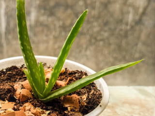 decorative plants in pots for indoor decoration