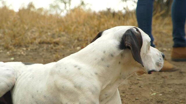 White dog lying calmly, looking at the camera, a large, muscular guard hound