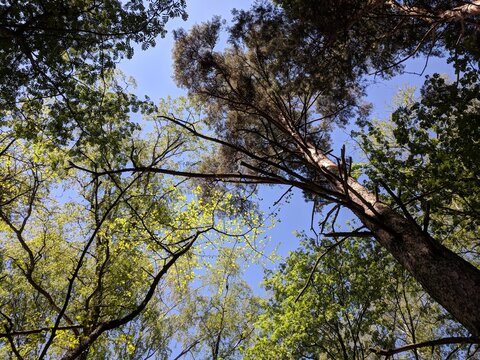A picture from a low angle view of the sky and green trees