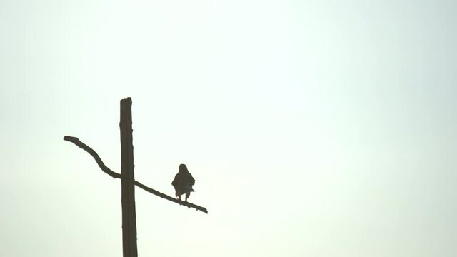 A pair of red tailed hawks perching on a utility post