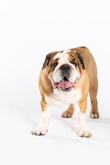 The English Bulldog is a purebred dog with a pedigree. The breed of dog belongs to the moloss group, bred in the 18th century in England.