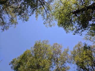 A picture from a low angle view of the sky and green trees