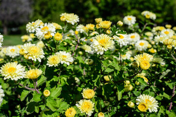 Many vivid yellow and white Chrysanthemum x morifolium flowers and small green blooms in a garden in a sunny autumn day, beautiful colorful outdoor background photographed with soft focus.
