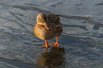 duck on the water