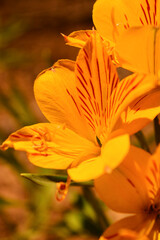 Amancay, flor amarilla y naranja del sur argentino con pétalos muy grandes
