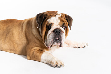 An English Bulldog is lying down with its mouth closed on a white background. The English Bulldog is a purebred dog with a pedigree. The breed of dog belongs to the moloss group.