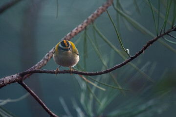 roitelet triple bandeau