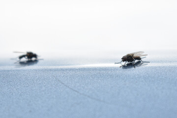 little flies on a light background