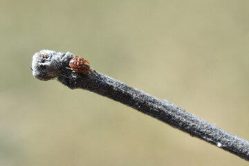 Little spider sits on a branch