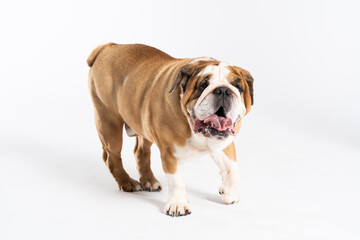 The English Bulldog is a purebred dog with a pedigree. The breed of dog belongs to the moloss group, bred in the 18th century in England.