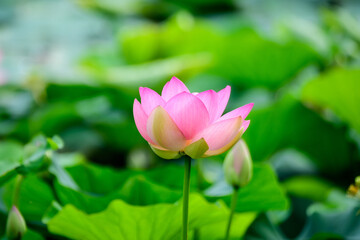 Obraz premium Delicate vivid pink and white water lily flowers (Nymphaeaceae) in full bloom and green leaves on a water surface in a summer garden, beautiful outdoor floral background photographed with soft focus.