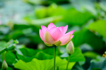Delicate vivid pink and white water lily flowers (Nymphaeaceae) in full bloom and green leaves on a water surface in a summer garden, beautiful outdoor floral background photographed with soft focus.