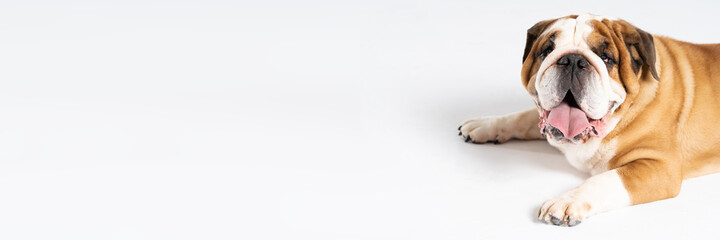 Obraz premium An English Bulldog is lying with its mouth open on a white background. The English Bulldog is a purebred dog with a pedigree. The breed of dog belongs to the moloss group. Panoramic frame.