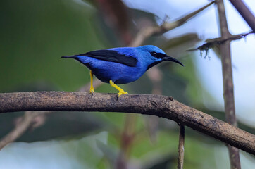 Shining Honeycreeper - Cyanerpes lucidus in Puerto Viejo de Sarapiqui, Costa Rica