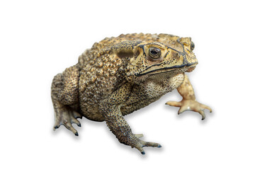 Close-up of skin of toad close up