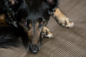 Dog lying on the couch and looking, standing at home, healthy pets concept, black shephard dog portrait