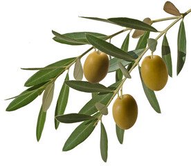 olive branch with three green olives