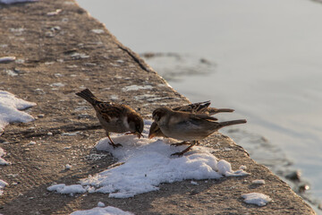 crab on the beach