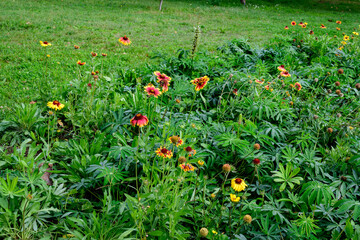 Many vivid yellow and red Gaillardia flower, common known as blanket flower,  and blurred green leaves in soft focus, in a garden in a sunny summer day, beautiful outdoor floral background.