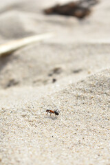 Ant crawls on the sand