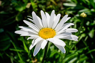 Obraz premium Close up of one large white Leucanthemum vulgare flower known as ox - eye daisy, oxeye daisy or dog daisy in a sunny summer garden, fresh natural outdoor and floral background.