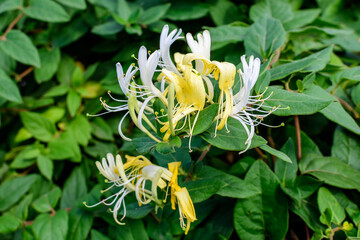 Large green bush with fresh white flowers of Lonicera periclymenum plant, known as common European honeysuckle or woodbine in a garden in a sunny summer day, beautiful outdoor floral background.