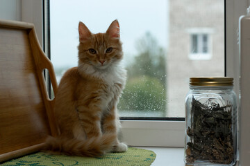 Red kitten sitting on the windowsill. Orange kitten. Cute kitten sitting on the window.