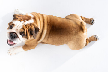 Top view as dog lies against white background. The English Bulldog is a purebred dog with a...