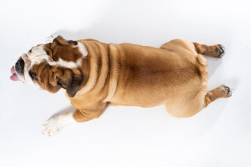 Top view as dog lies against white background. The English Bulldog is a purebred dog with a pedigree. The breed of dog belongs to the moloss group.