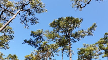 Forest, Trees, Blue, Sky, and Sunlight