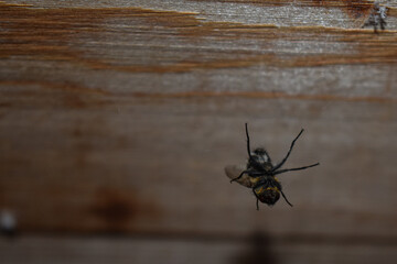 fly tangled in the web