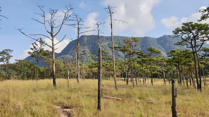 Forest, Trees, Blue, Sky, and Sunlight