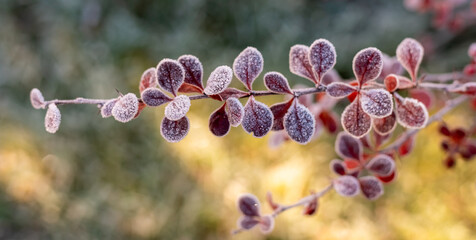 Barberry leaves covered with hoarfrost, winter background
