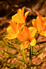 Obraz na płótnie Canvas flores amarillas y naranjas, amancay de la montaña. Flor nativa del sur argentino
