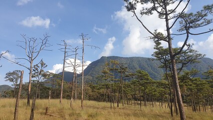 Forest, Trees, Blue, Sky, and Sunlight