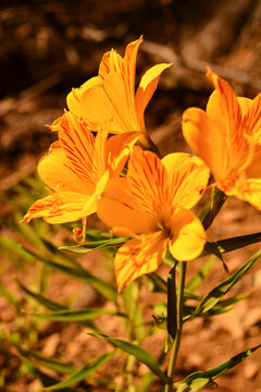 flores amarillas y naranjas, amancay de la monta&ntilde;a. Flor  nativa del sur argentino