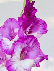 Gladiolus flowers in light purple and white, on the white background, close up