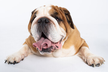 Obraz premium An English Bulldog is lying with its mouth open on a white background. The English Bulldog is a purebred dog with a pedigree. The breed of dog belongs to the moloss group.