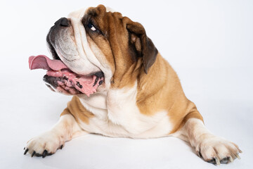 An English Bulldog is lying with its mouth open on a white background. The English Bulldog is a purebred dog with a pedigree. The breed of dog belongs to the moloss group.