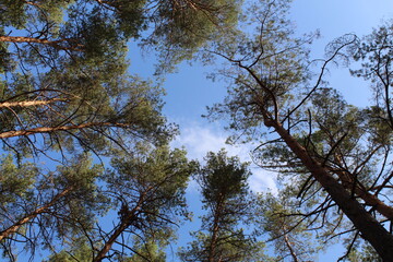 trees in the sky