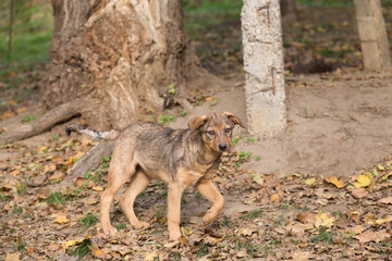 Street dog in autumn in the city park.