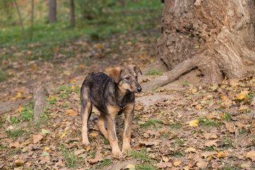 Street dog in autumn in the city park.