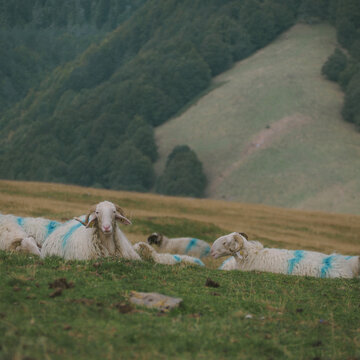Obejas del Pirineo