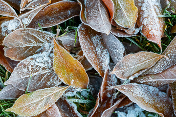 Frost crystals on fallen leaves, first frost