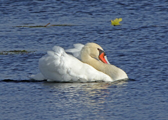Naklejka premium One mute swan busking in a blue pond